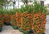 How To Grow Hundreds Of Mandarins At Home