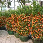How To Grow Hundreds Of Mandarins At Home