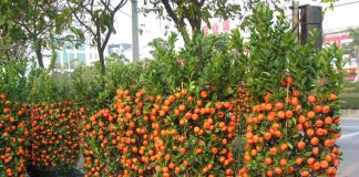 How To Grow Hundreds Of Mandarins At Home