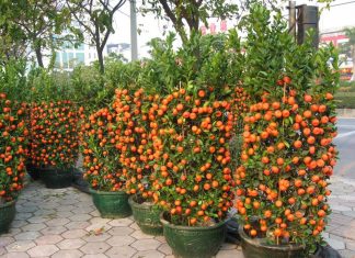 How To Grow Hundreds Of Mandarins At Home