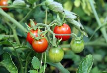 8 Produce Ideas That You Only Need To Plant Once But Harvest For Years