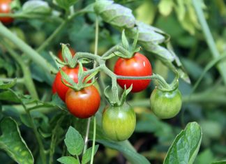 8 Produce Ideas That You Only Need To Plant Once But Harvest For Years
