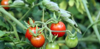 The Reason Why You Need To Always Prune Peppers And Tomatoes