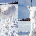whitereindeer