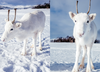 Extremely Rare White Baby Reindeer Had Been Spotted In Norway