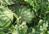 The right way to pick a Watermelon