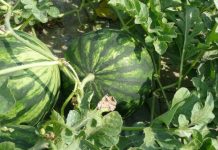 The right way to pick a Watermelon