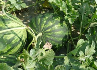 The right way to pick a Watermelon
