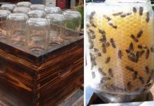 How To Make A DIY Beehive (And Save The Bees!)