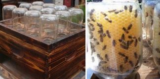 How To Make A DIY Beehive (And Save The Bees!)