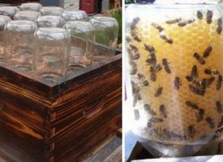 How To Make A DIY Beehive (And Save The Bees!)