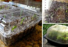 How To Repurpose A Plastic Produce Container Into A Tiny Greenhouse