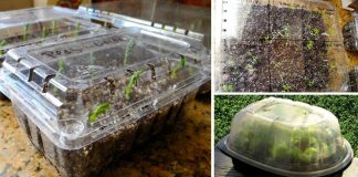 How To Repurpose A Plastic Produce Container Into A Tiny Greenhouse