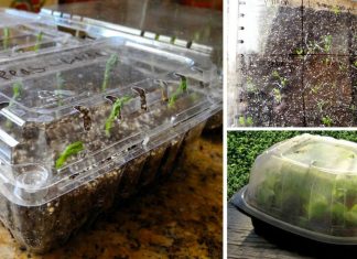 How To Repurpose A Plastic Produce Container Into A Tiny Greenhouse