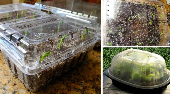 How To Repurpose A Plastic Produce Container Into A Tiny Greenhouse