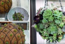 How To Make Your Own Beautiful Hanging Succulent Orb