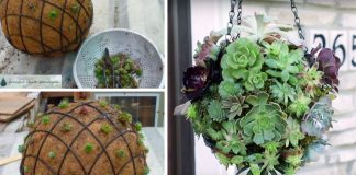 How To Make Your Own Beautiful Hanging Succulent Orb