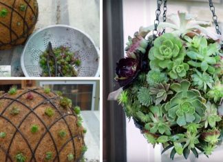 How To Make Your Own Beautiful Hanging Succulent Orb