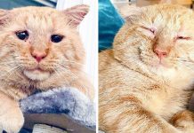 After Convincing Landlord, Woman Brings The Saddest Stray Cat Home, A Year Later, He’s Unrecognizable