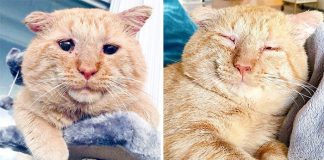 After Convincing Landlord, Woman Brings The Saddest Stray Cat Home, A Year Later, He’s Unrecognizable