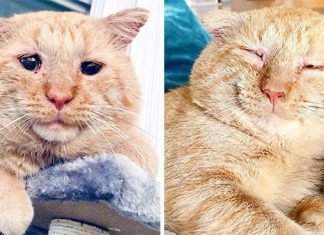 After Convincing Landlord, Woman Brings The Saddest Stray Cat Home, A Year Later, He’s Unrecognizable