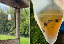 How To Get Rid Of Wood Bees Swarming Your Outdoor Spaces