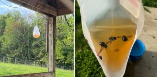 How To Get Rid Of Wood Bees Swarming Your Outdoor Spaces