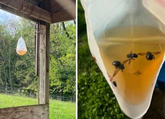 How To Get Rid Of Wood Bees Swarming Your Outdoor Spaces