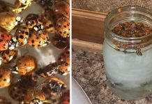 How To Take Care Of Invading Lady Beetles