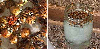 How To Take Care Of Invading Lady Beetles