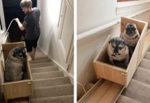 Woman Builds DIY Stairlift For Her Pack Of Senior Rescue Dogs