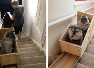 Woman Builds DIY Stairlift For Her Pack Of Senior Rescue Dogs
