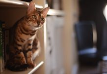 5 easy tips to make your home a better place for your cat