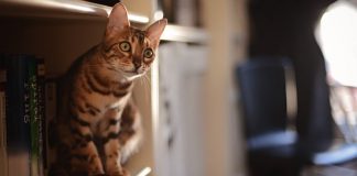 5 easy tips to make your home a better place for your cat