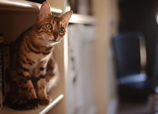 5 easy tips to make your home a better place for your cat