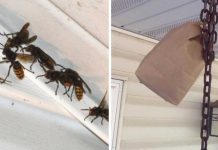 How To Keep Wasps Away From Your Home And Yard