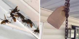 How To Keep Wasps Away From Your Home And Yard