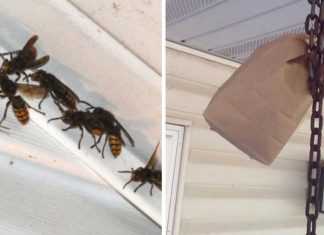 How To Keep Wasps Away From Your Home And Yard