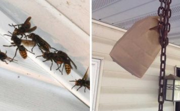 How To Keep Wasps Away From Your Home And Yard