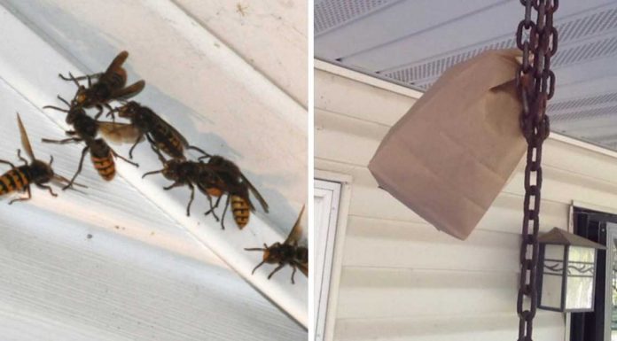 How To Keep Wasps Away From Your Home And Yard