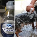 Easy And Helpful Method For Removing Fleas Off Your Pets