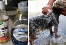 Easy And Helpful Method For Removing Fleas Off Your Pets