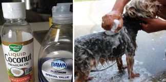 Easy And Helpful Method For Removing Fleas Off Your Pets