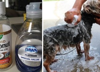 Easy And Helpful Method For Removing Fleas Off Your Pets