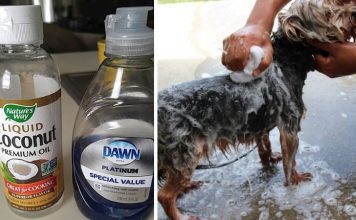 Easy And Helpful Method For Removing Fleas Off Your Pets