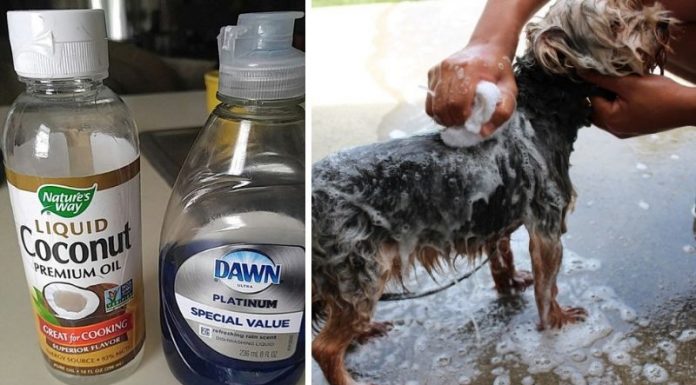 Easy And Helpful Method For Removing Fleas Off Your Pets