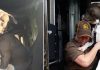 UPS DRIVER ADOPTS PIT BULL ON HER ROUTE AFTER OWNER PASSES AWAY