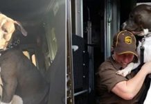 UPS DRIVER ADOPTS PIT BULL ON HER ROUTE AFTER OWNER PASSES AWAY