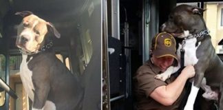 UPS DRIVER ADOPTS PIT BULL ON HER ROUTE AFTER OWNER PASSES AWAY