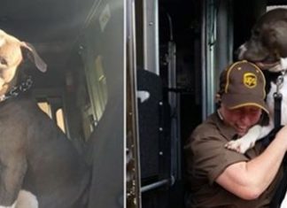 UPS DRIVER ADOPTS PIT BULL ON HER ROUTE AFTER OWNER PASSES AWAY
